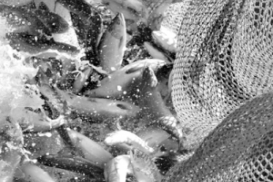 Балхашская рыба - на экспорт